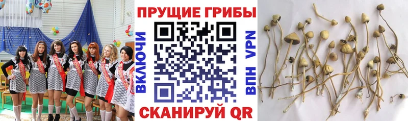 Псилоцибиновые грибы Psilocybe Устюжна